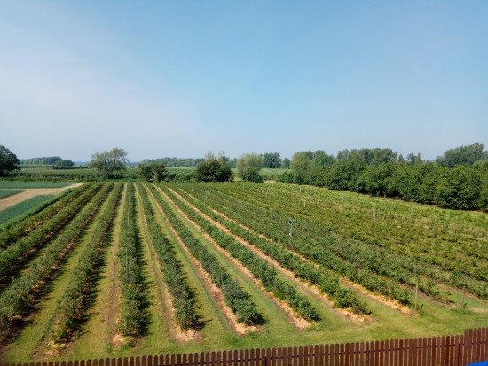 krzewy borówki Radwanków Szlachecki /fot. materiały prasowe Plantator borówki: Podczas kwitnienia nie było sytuacji stresowych dla roślin (zdjęcia)