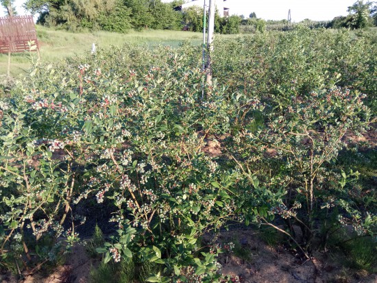 krzewy borówki Radwanków Szlachecki /fot. materiały prasowe Plantator borówki: Podczas kwitnienia nie było sytuacji stresowych dla roślin (zdjęcia)