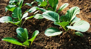 Ochrona warzyw kapustnych przed szkodnikami – lustracje