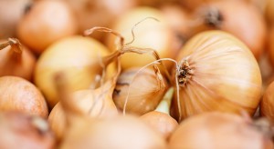 Holandia znacząco zwiększyła eksport cebuli w sezonie 2017/18