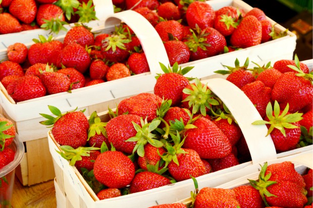 fot.shutterstock.com Ile można zarobić przy zbiorze truskawek w Polsce i za granicą?