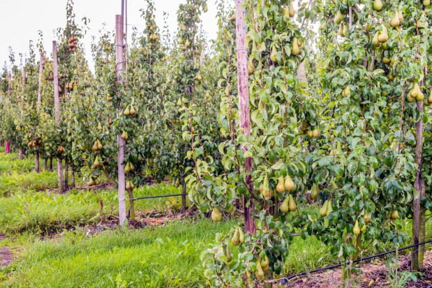 fot. shutterstock.com Projekt InnoFruit - tendencje w hodowli i uprawie grusz