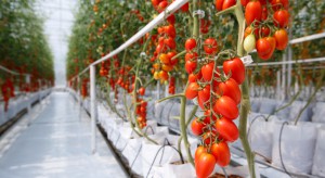 We Francji powstanie szklarnia pomidorów za 40 mln EUR