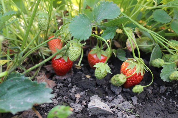 fot. shutterstock Gmina Bieliny: Grad zniszczył truskawki, plantatorzy liczą straty