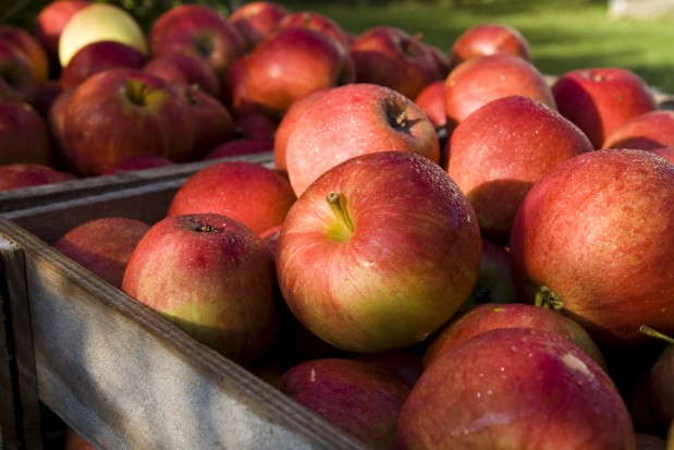 fot. shutterstock Zagęszczony sok jabłkowy: Mniejsza produkcja w Polsce wzmogła import