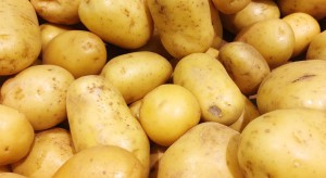 Belgia: Duża podaż i brak zapotrzebowania na rynku zaniżają cenę ziemniaka