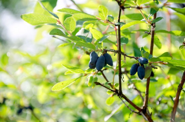 fot. shutterstock.com Trudny rok dla plantatorów jagody kamczackiej. Jest problem ze zbytem