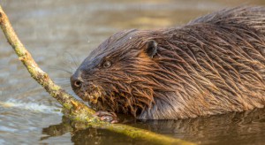 Warmińsko-mazurskie: służby ochrony środowiska chcą ograniczyć szkody wyrządzane przez bobry i wilki