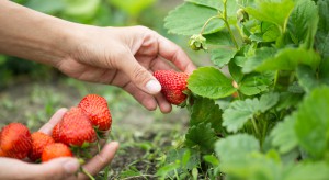 Trujące truskawki z obszarów objętych pożarami śmieci? Sanepid przeprowadzi badania