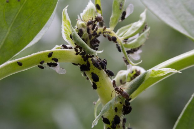 fot. shutterstock Małopolskie: plantacjom fasoli zagraża mszyca