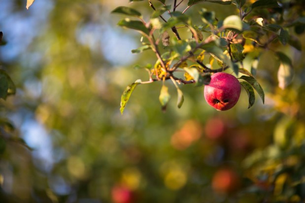 Odmiany jabłoni do sadów przemysłowych w ocenie IO