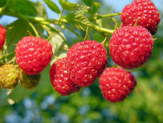 fot. shutterstock Bośnia i Hercegowina coraz bardziej widoczna na światowym rynku malin