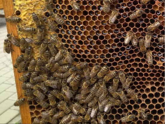Pszczelarze mogą składać wnioski o dotacje na zakup węzy pszczelej