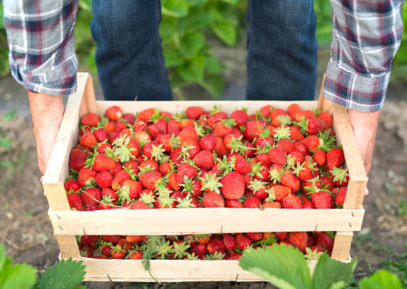 fot. shutterstock Spadła opłacalność produkcji owoców w Polsce
