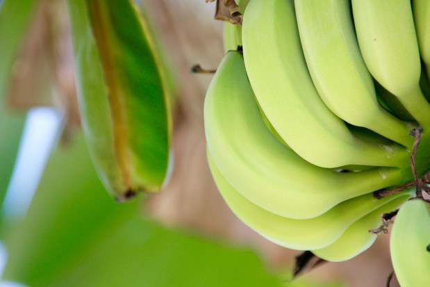fot. pixabay.com Brytyjska spółka pracuje nad odmianą banana odporną na grzyby