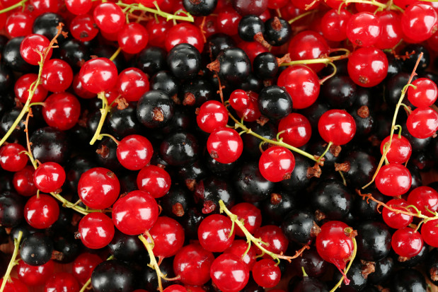 fot.shutterstock.com Mazowsze: Ceny skupu czarnych porzeczek na mrożenie dużo niższe niż czerwonych
