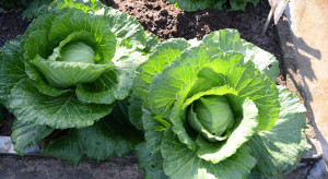 Ukraina: Rosnący popyt na warzywa kapustne powoduje wzrost areału upraw