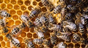 Pszczelarze apelują do rolników o prawidłowe opryski roślin