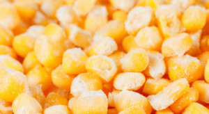 Mrożona kukurydza słodka prawdopodobnym źródłem ogniska zatruć listeriozą