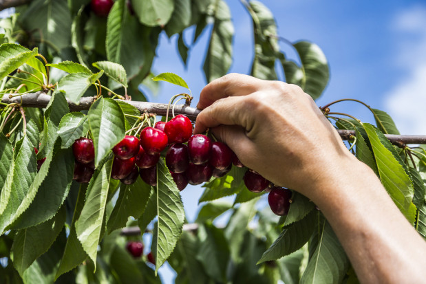 fot.shutterstock.com Kryzys w zbiorach owoców w Niemczech i Norwegii - przez brak polskich pracowników