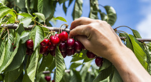 Kryzys w zbiorach owoców w Niemczech i Norwegii - przez brak polskich pracowników