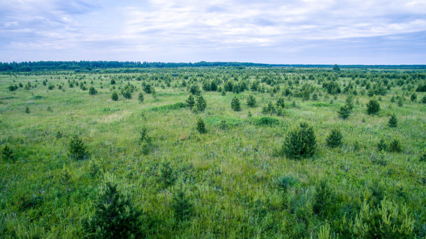 fot. shutterstock Wnioski na wsparcie finansowe na zalesianie gruntów rolnych do końca lipca