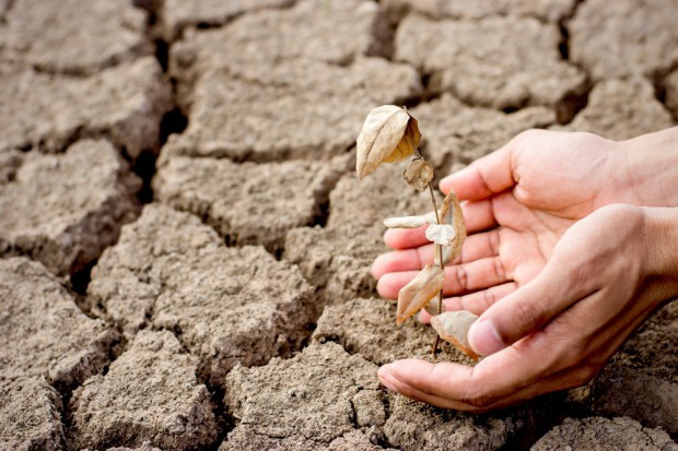 fot. shutterstock IUNG: susza nie ustępuje