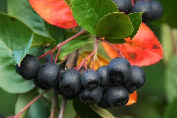 fot. shutterstock.com Aronia w obecnym sezonie – czy podzieli los innych owoców?