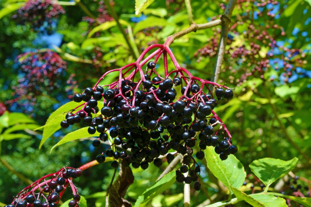 fot. pixabay.com T.B. Fruit wprowadza nowy produkt na rynek ukraiński