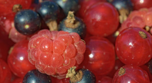 KRIR: Propozycje w zakresie poprawy sytuacji producentów owoców miękkich