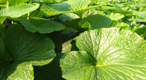 Wasabi - jedna z najtrudniejszych na świecie roślin w uprawie