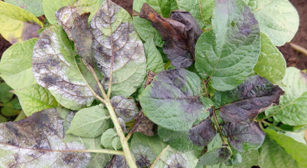 fot. farmer.pl Czym zwalczać zarazę na plantacjach ziemniaczanych?