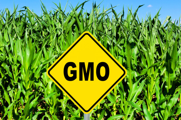 fot. shutterstock.com Trybunał UE uznaje organizmy wyhodowane w nowatorski sposób za GMO