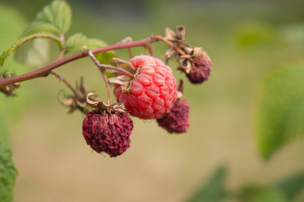 fot. shutterstock.com IUNG: Susza wciąż odczuwalna w uprawie krzewów owocowych