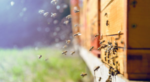 Zakaz stosowania pestycydów nie pomaga podmiejskim pszczołom