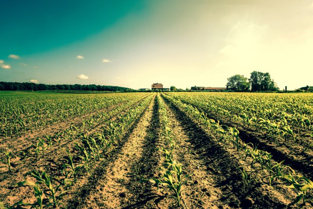 fot. shutterstock.com Rośnie znaczenie danych satelitarnych dla rolnictwa (wideo)