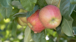 Ochrona przedzbiorcza jabłoni