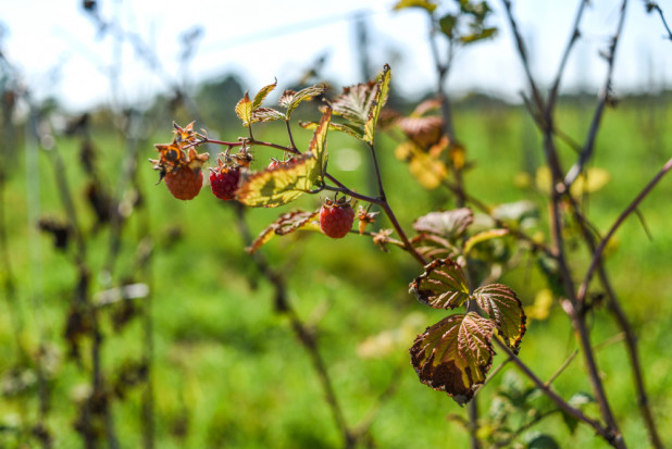 fot. shutterstock.com IUNG: susza mocno odczuwalna wśród upraw krzewów owocowych