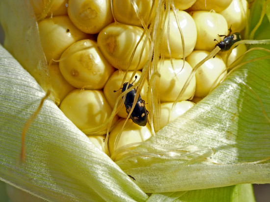 fot. shutterstock.com Urazek kukurydziany coraz liczniej pojawia się na opadłych owocach