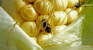 Urazek kukurydziany coraz liczniej pojawia się na opadłych owocach