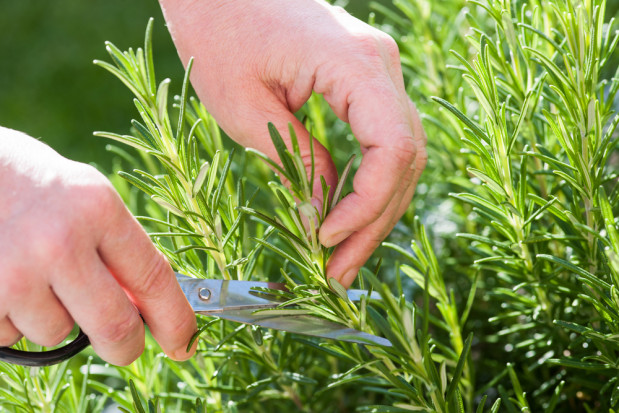 fot. shutterstock Dobre perspektywy dla polskich producentów ziół