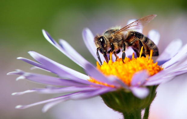fot. shutterstock.com Dziś obchodzimy Wielki Dzień Pszczół