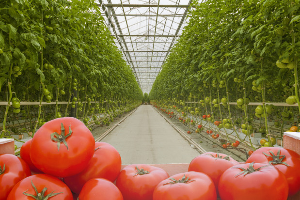 fot. shutterstock.com Rosyjska sieć handlowa Magnit inwestuje w kolejne 60 hektarów szklarni