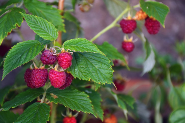 fot. shutterstock.com MSZ wycofuje się ze wsparcia zakładania plantacji malin na Ukrainie