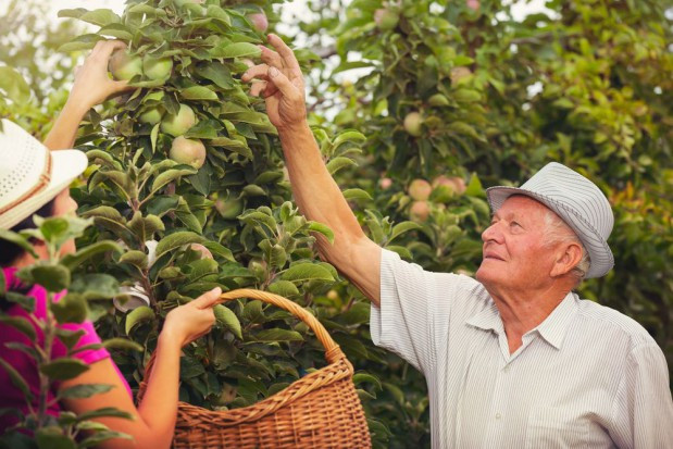 fot. shutterstock.com Dania: Prawie co trzeci rolnik jest już na emeryturze i pracuje