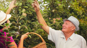 Dania: Prawie co trzeci rolnik jest już na emeryturze i pracuje