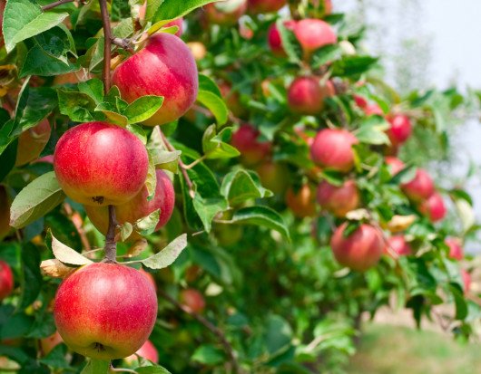 Rosyjski Rosselkoznadzor kontroluje producentów jabłek i pomidorów z Białorusi