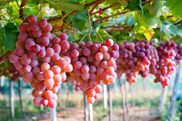fot. shutterstock KOWR: Deklaracje dotyczące uczestników rynku wina należy złożyć do 31 sierpnia