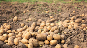 Minister Rolnictwa zapowiada zmiany w sposobie walki z zarazą ziemniaków 