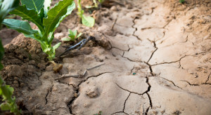 KRIR: Prośba o interwencję ws. stosowanie kar umownych na terenach dotkniętych suszą